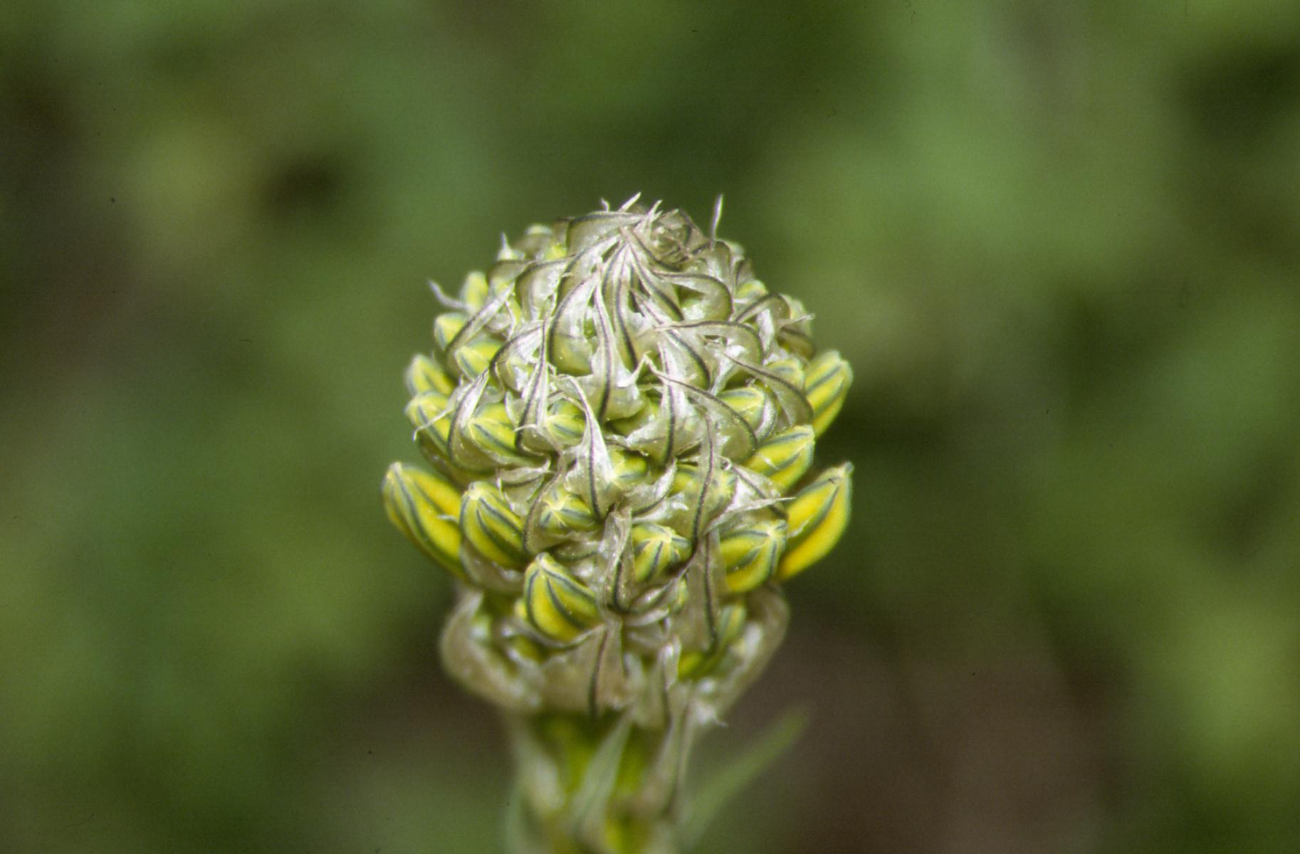 Asphodeline lutea in Abruzzo